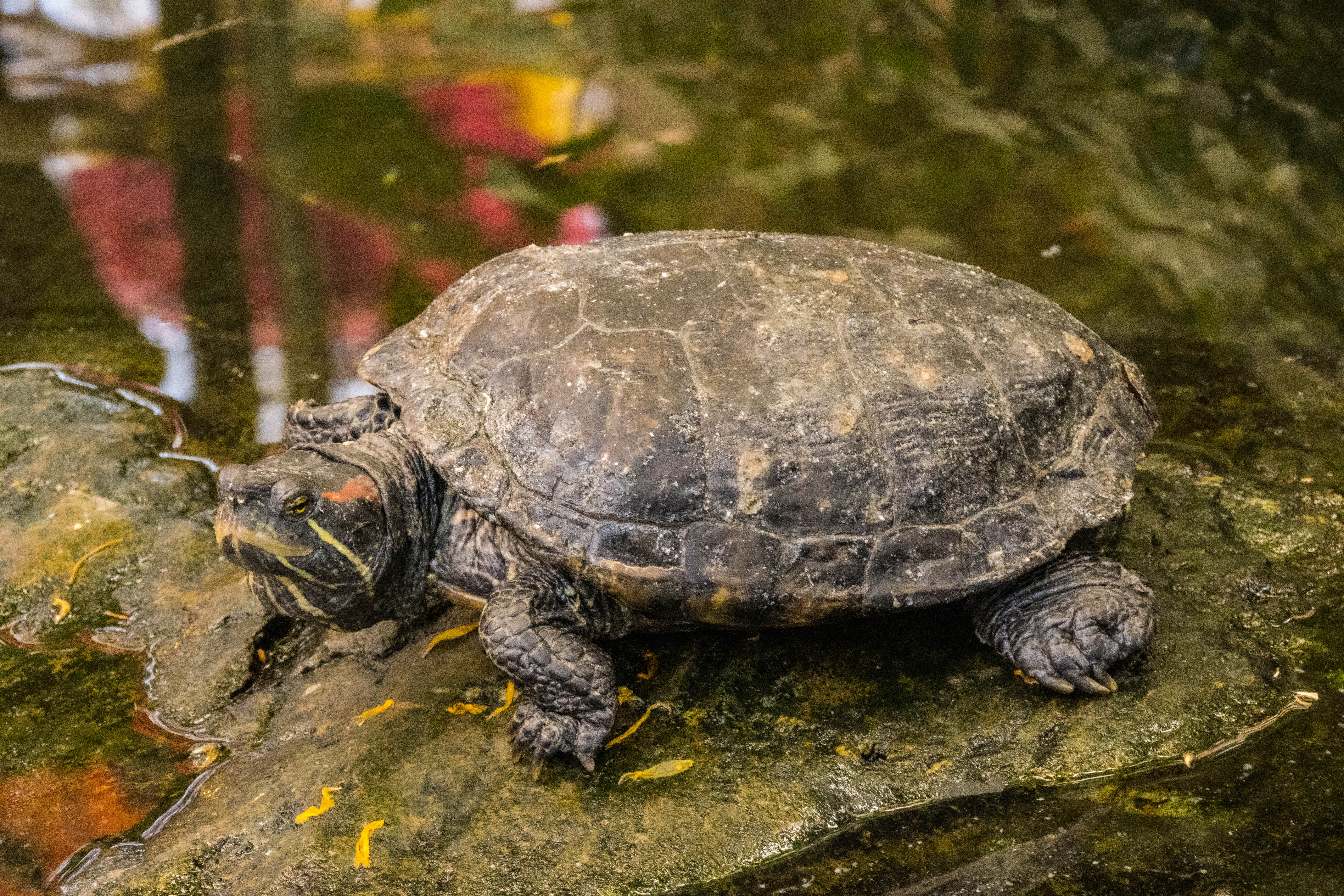 Trachemys scripta troostii (tortue de floride)-IMG_0828.jpg